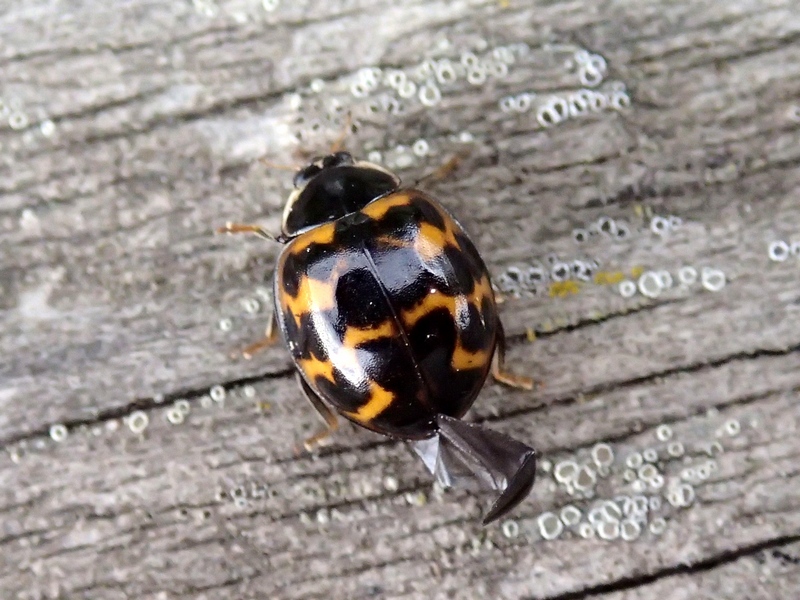 Coccinella da Id.